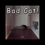 “BAD CAT” BY FROG DOGS: OVERCOMING DISTRACTIONS AND EMBRACING LIFE’S CHALLENGES